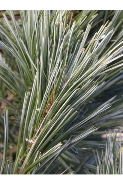 Pinus ’Vanderwolf’s Pyramid’ молодий прирост